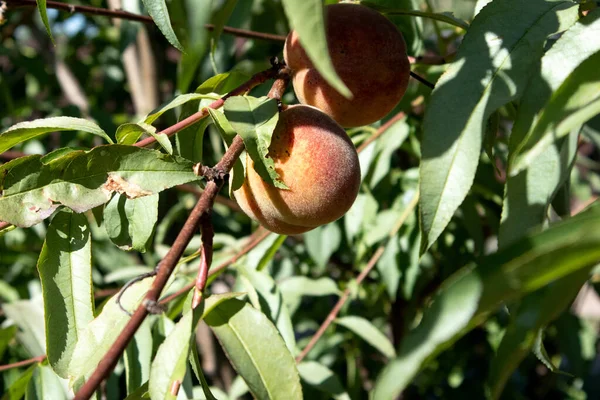 Natural Fruit. Peaches growing on tree in the summer. Peache on tree branch in sunny garden. Healthy eating, vegetarianism, Vegan