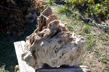 Ancient old petrified wood, excavation, minerals, as nice background close up front view Narrow focus line, shallow depth of field macro