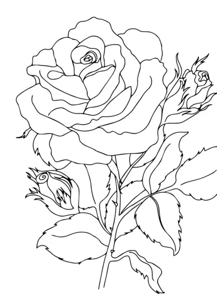 大人と子供のための黒と白の手書きアウトラインベクトルぬり絵ページ とげと葉を持つ花のバラ — ストックベクタ