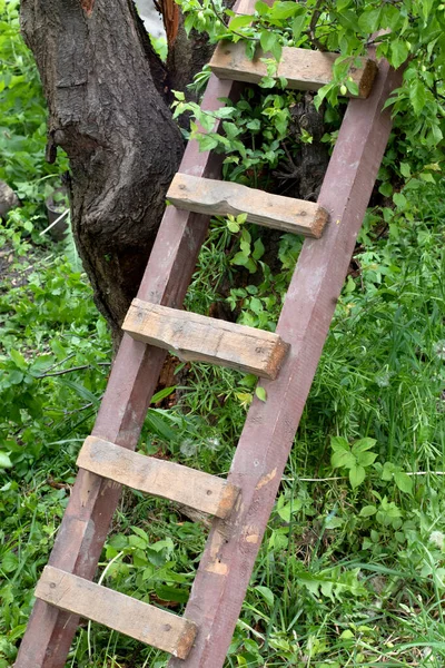 Snoeien Hoge Boom Concept Ladder Knippen Rippen Tak Home Garden — Stockfoto