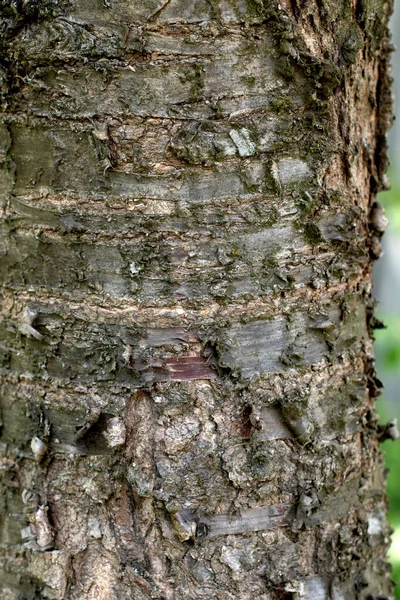 Schnitt Eines Sehr Alten Baumes Stumpftextur Ein Muster Aus Konzentrischen — Stockfoto