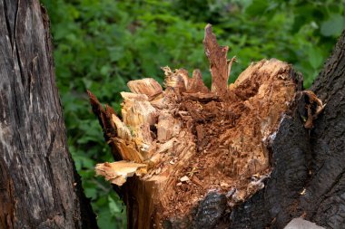 Çok eski bir ağaç kesimi. Kol dokusu. Doğal arka plan olarak eşmerkezli çemberler, çizgiler ve yıllık halkalar. Kapat.