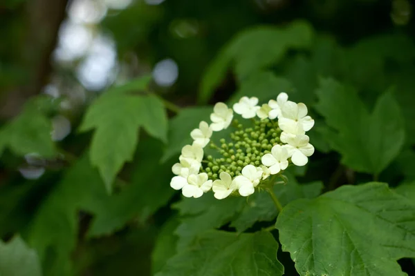 Viburnum Flores Florescendo Bela Foto Jardim Verão Verde Perto — Fotografia de Stock