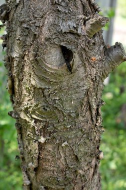 Çok eski bir ağaç kesimi. Kol dokusu. Doğal arka plan olarak eşmerkezli çemberler, çizgiler ve yıllık halkalar. Kapat.