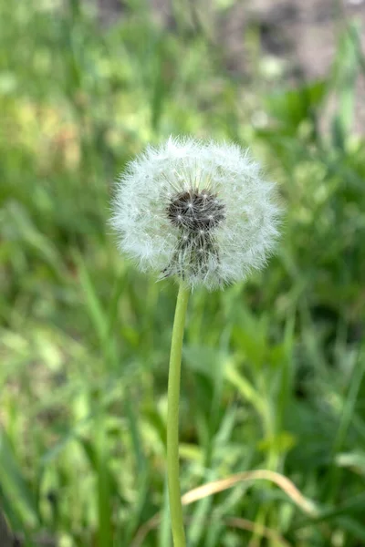 Blommande Fluffig Maskros Med Valt Fokus Det Gröna Fältet Närbild — Stockfoto