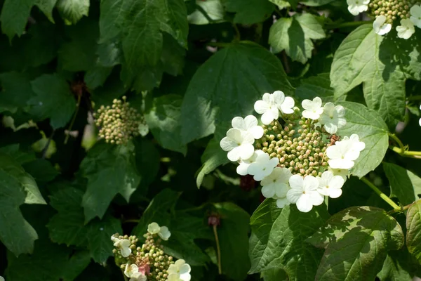 Yeşil yaz bahçesinde çiçek açan Viburnum çiçekleri...