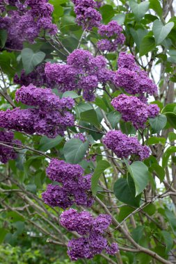 Yeşil arka planda güzel leylak çiçekleri dalları, doğal bahar arkaplanı, yumuşak seçici odak. Yüksek kalite fotoğraf