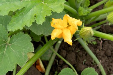 Taze kabak çiçekleri ve bahçede bebek kabağı ve güneşli bir gün.