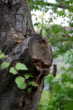 Çok eski bir ağaç kesimi. Kol dokusu. Doğal arka plan olarak eşmerkezli çemberler, çizgiler ve yıllık halkalar. Kapat.