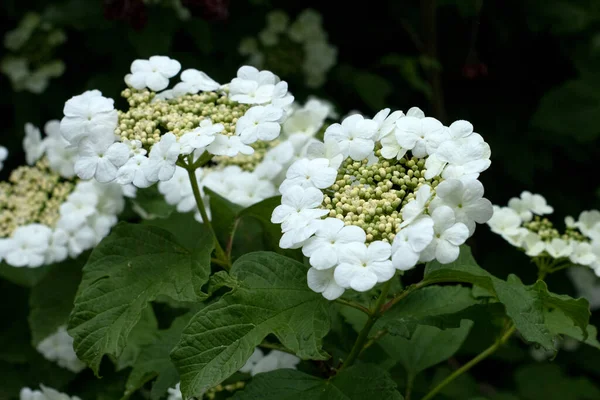 Fleurs Viburnum Floraison Belle Photo Dans Jardin Vert Été Gros — Photo