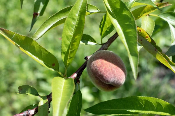 Natural Fruit. Peaches growing on tree in the summer. Peache on tree branch in sunny garden. Healthy eating, vegetarianism, Vegan