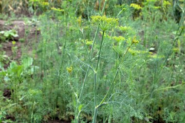 Yeşil dereotu rezene çiçeği. Parlak arkaplan bulanık. Seçili sanatsal odaklanma.