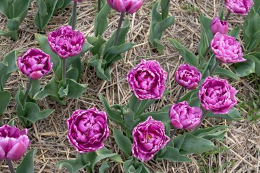 Güneşli bir çayırda parlak mor lale. Arkaplanı bulanık. Yakın plan.