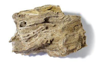 Ancient old petrified wood, excavation, minerals, as nice background close up front view Narrow focus line, shallow depth of field macro