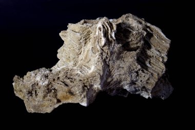 Ancient old petrified wood, excavation, minerals, as nice background close up front view Narrow focus line, shallow depth of field macro