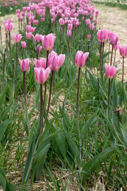 Güneşli bir çayırda parlak pembe laleler. Arka plan bulanık. Yakın plan.