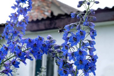 Yaban arısı, güneşli bahçedeki parlak mavi delfinyuma uçar.