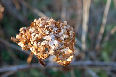 Autumnal dried flower background, dry smooth hydrangea flowers at autumn garden, blurred Background clipart