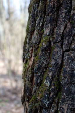 Koyu ağaç kabuğu arkaplanı dokusu