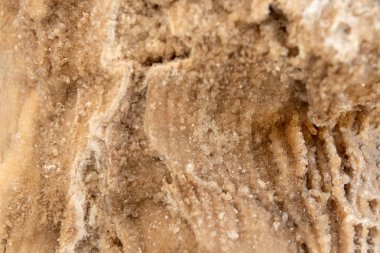 Ancient old petrified wood, excavation, minerals, as nice background close up front view Narrow focus line, shallow depth of field macro