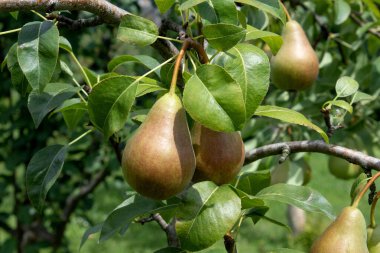 Armut bahçesi. Bahçede olgun armutlar güneşli bir günde hasat için hazır.