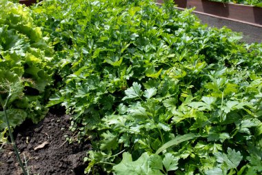 Taze yeşil maydanoz yaprakları, üst manzara. Tasarım, afiş, poster, kapak, duvar kâğıdı, güneşli bahçede baskı için organik bitki arka planı