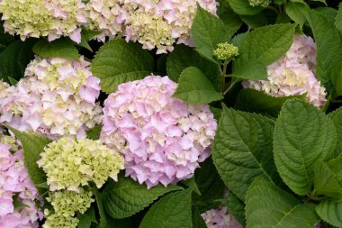 Pembe ve Mophead Hydrangea makrophylla Bitmeyen Yaz çiçekleri. Kapat.