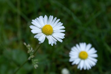 Papatya veya papatya çiçek. Tomurcukları, Otsu bitkiler var ryh için beyaz ve Orta sarı yaprakları genellikle vardır. İlaç infüzyonu veya toz--dan bu bitkinin çiçek.