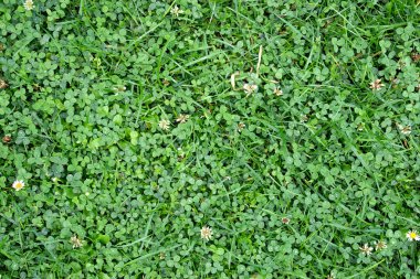 Yeşil çimen dokusu. Yeşil çimenler, baharda bir çimen. Renkli çimenlerin arka planı güzelmiş. Doğa Duvar Kağıdı.