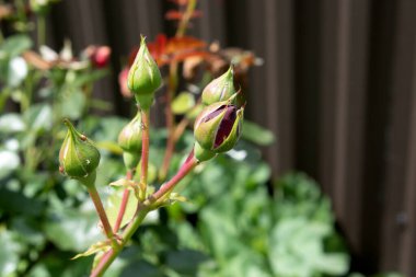 Yaz bahçesinde Yumuşak Doğal Işıkta Güller