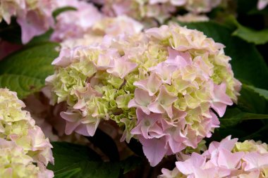 Pembe ve Mophead Hydrangea makrophylla Bitmeyen Yaz çiçekleri. Kapat.