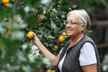Güneşli bir yaz öğleden sonrasında bahçesinden portakal toplayan yaşlı bir kadın aktif ve sağlıklı bir emeklilik konsepti..