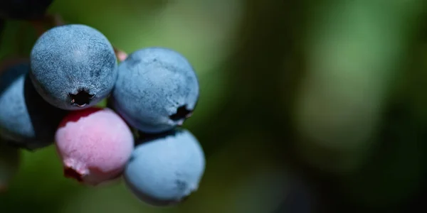 Fresh organic blueberries on the bush against nature green background. Gardening concept. Bokeh.