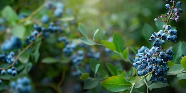 Fresh organic blueberries on the bush against nature green background. Gardening concept. Bokeh with copy space