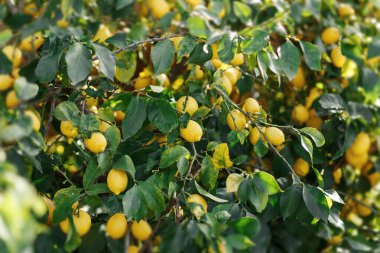 Kıbrıs 'taki limon bahçesi hasat için hazır. Yeşil yapraklı taze sarı limonlar..