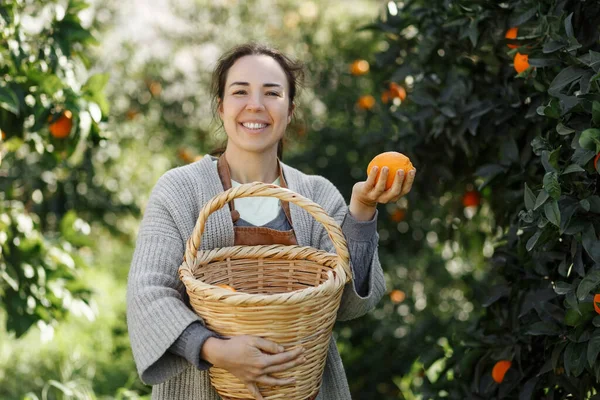 Woman farmer from orange farm. The gardener collecting orange into basket. Smiling farmer carrying by fresh oranges at farm market for sale. Orange farm business concept in Cyprus