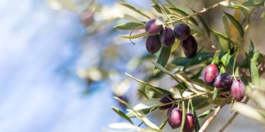 Yakından bakınca organik zeytin ağaçlarının, olgunlaşan zeytinlerin, güneşli mavi gökyüzü arkaplanının fotoğrafı.. 