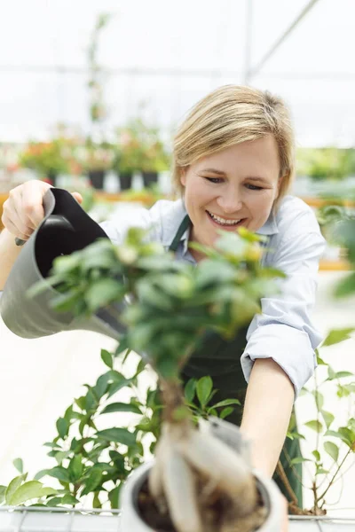 Female commercial gardener in market gardening or nursery with apron watering plants.