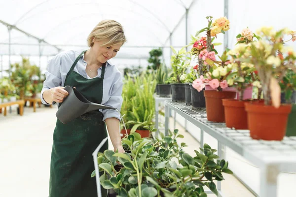 Female commercial gardener in market gardening or nursery with apron watering plants.