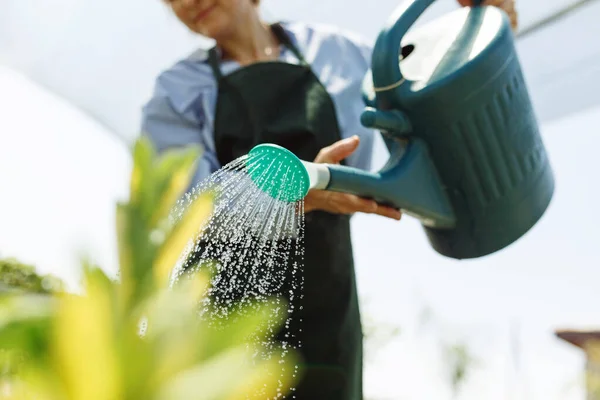 stock image Female commercial gardener in market gardening or nursery with apron watering plants. 