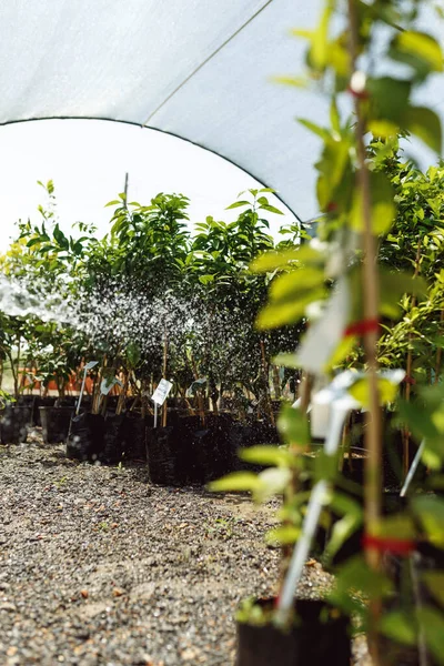 Beauty Nature Close Water Pot Process Watering Plants Greenhouse — Stock Photo, Image