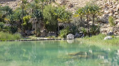 Umman 'dan Wadi Bani Khalid' de Doğa