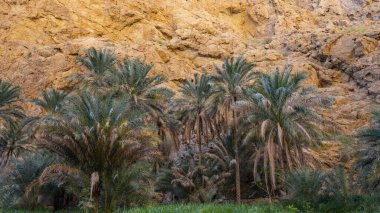 Umman 'ın Wadi Shab' ında Palmiye Ağaçları