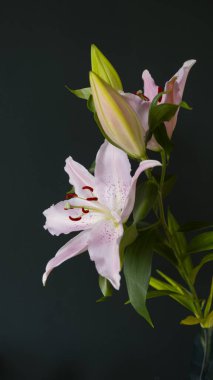 Lillies in A Dark Room