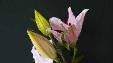 Lillies in A Dark Room