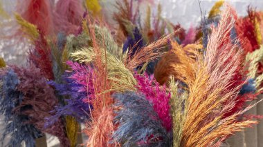 Türkiye 'nin Batı Anadolu Köyü' nde Renkli Kuru Bitkiler Kurumak Üzere Asıldı