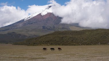 Cotopaxi Volkanı 'nın önündeki Vahşi Atlar.