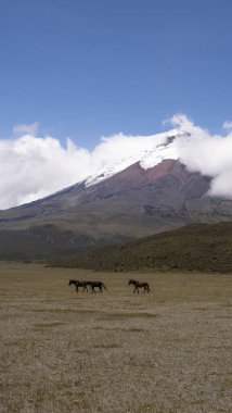 Cotopaxi Volkanı 'nın önündeki Vahşi Atlar.