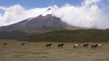 Cotopaxi Volkanı 'nın önündeki Vahşi Atlar.