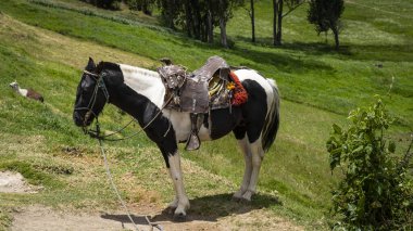 Ingapirca 'daki Hint Atı, Ekvador, Güney Amerika